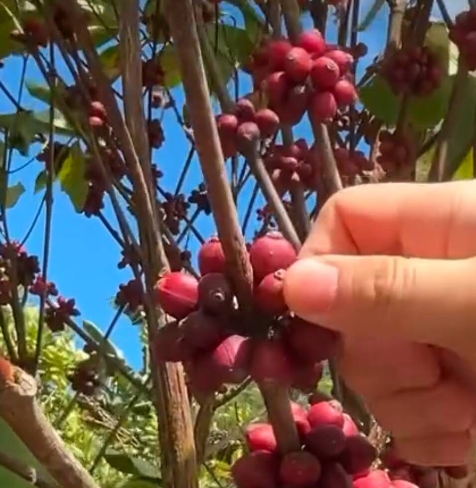 Mount Apo Arabica Coffee Beans - Image 4
