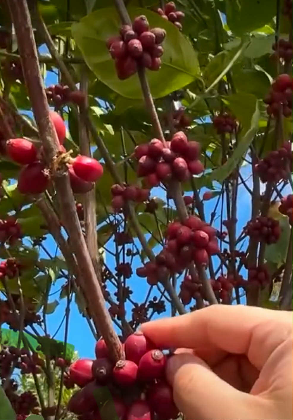 Bukidnon Excelsa Coffee Beans - Image 4